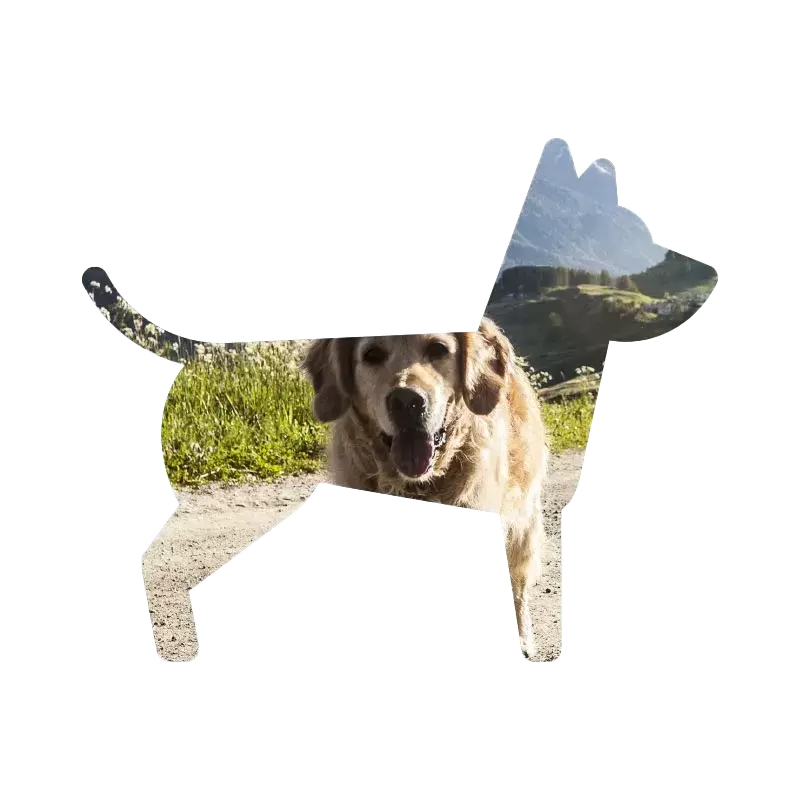 Hunde transparent